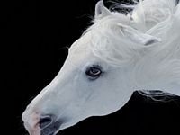 pic for WHITE HORSE
